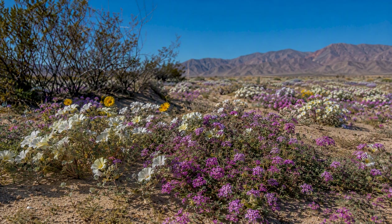 Morning bloom of Anza Borrego desert wildflowers