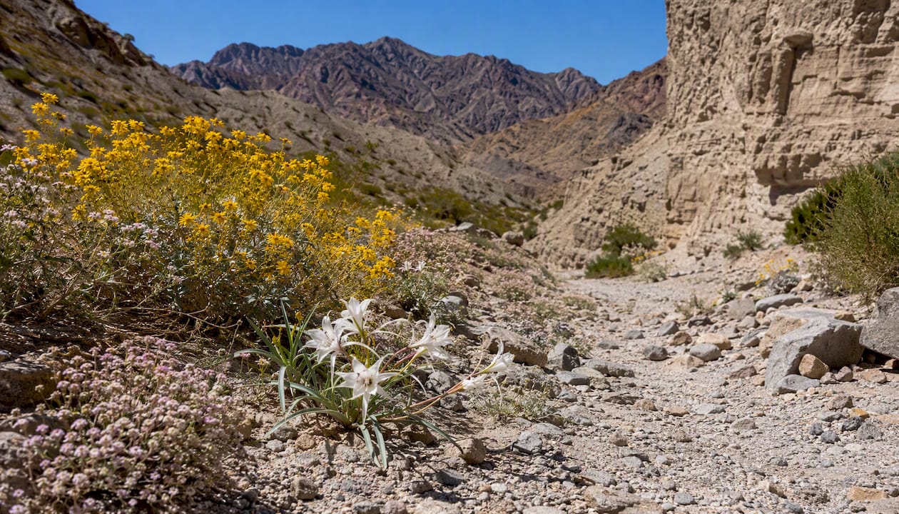 Wildflowers blooming in rocky Fish Creek Wash canyon