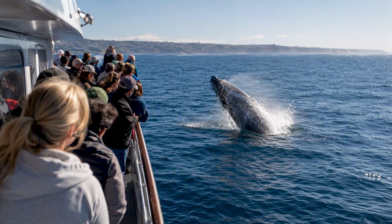 Whale surfacing near a watching boat