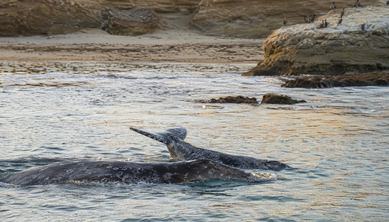 Gray whale mother and calf swimming near shore