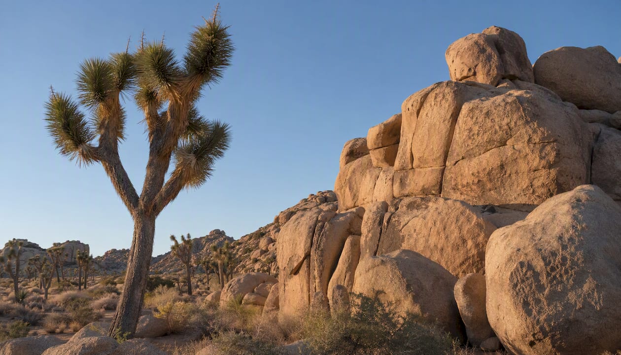 Joshua Tree rock formations and trees