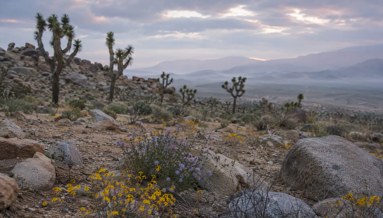 Joshua Tree Itinerary: Best 1 to 3 Day Plans