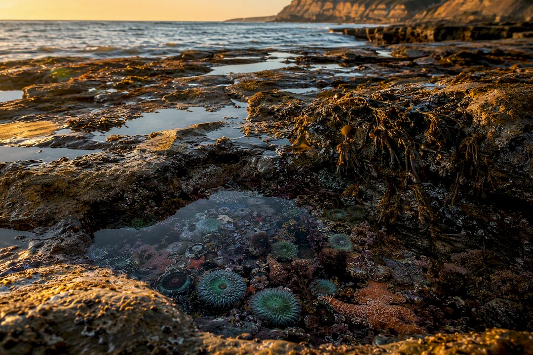 Best Tide Pools San Diego: When and Where to Go