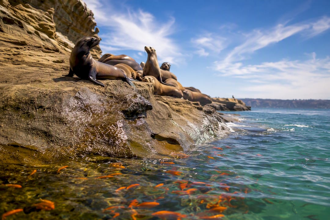 Sea lions resting on rocks near sea caves