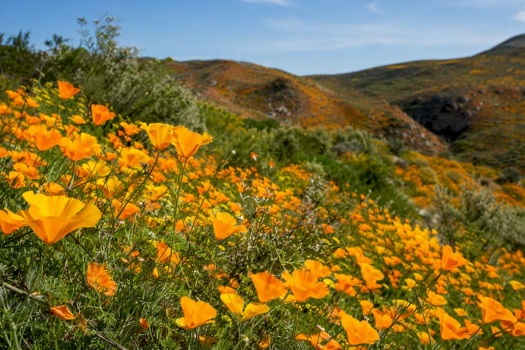 Orange poppy fields under blue sky