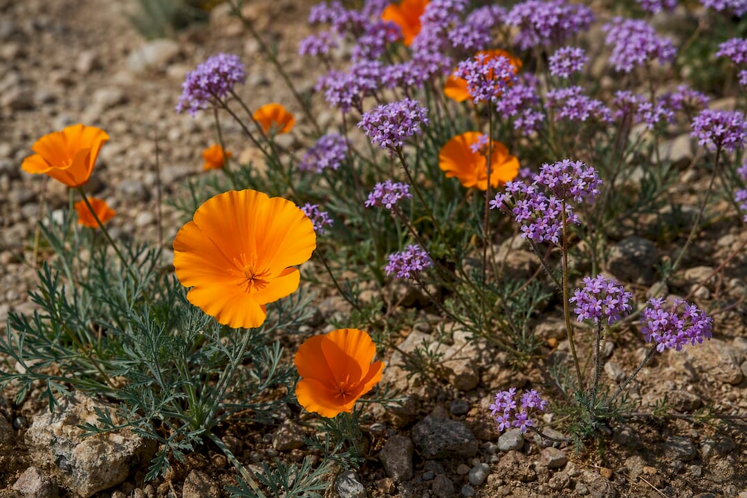 Close-up of orange and pink desert flowers