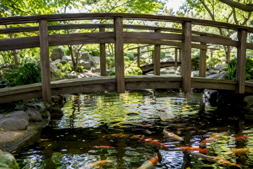 Koi pond and wooden bridge at Japanese garden