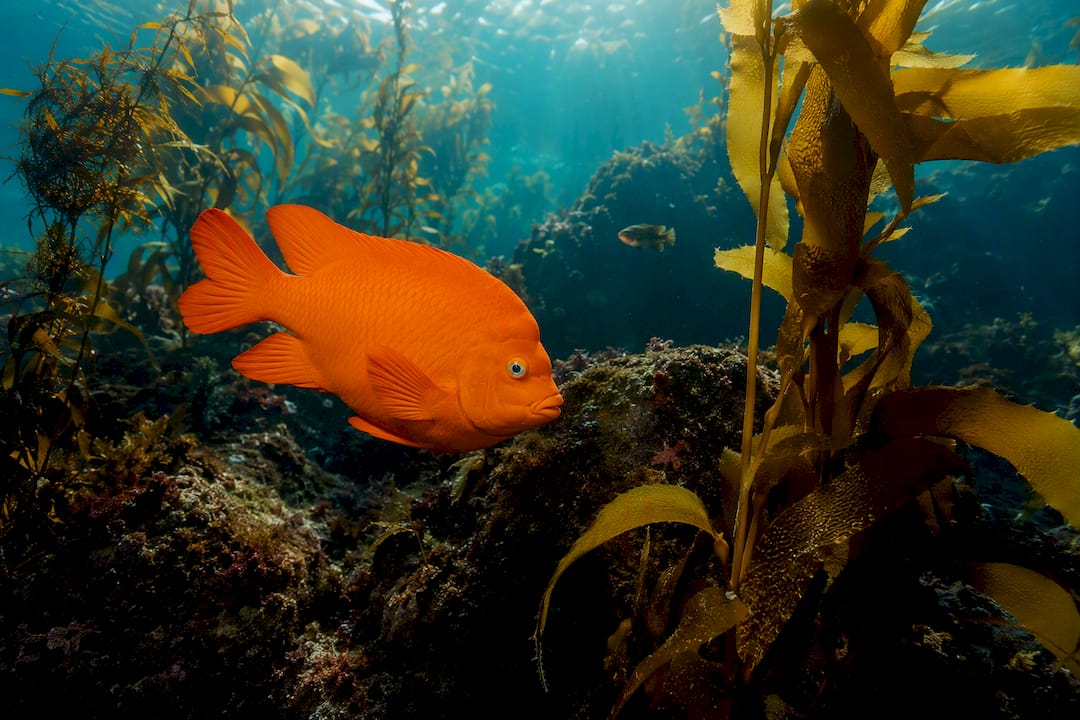 Garibaldi swimming through La Jolla kelp