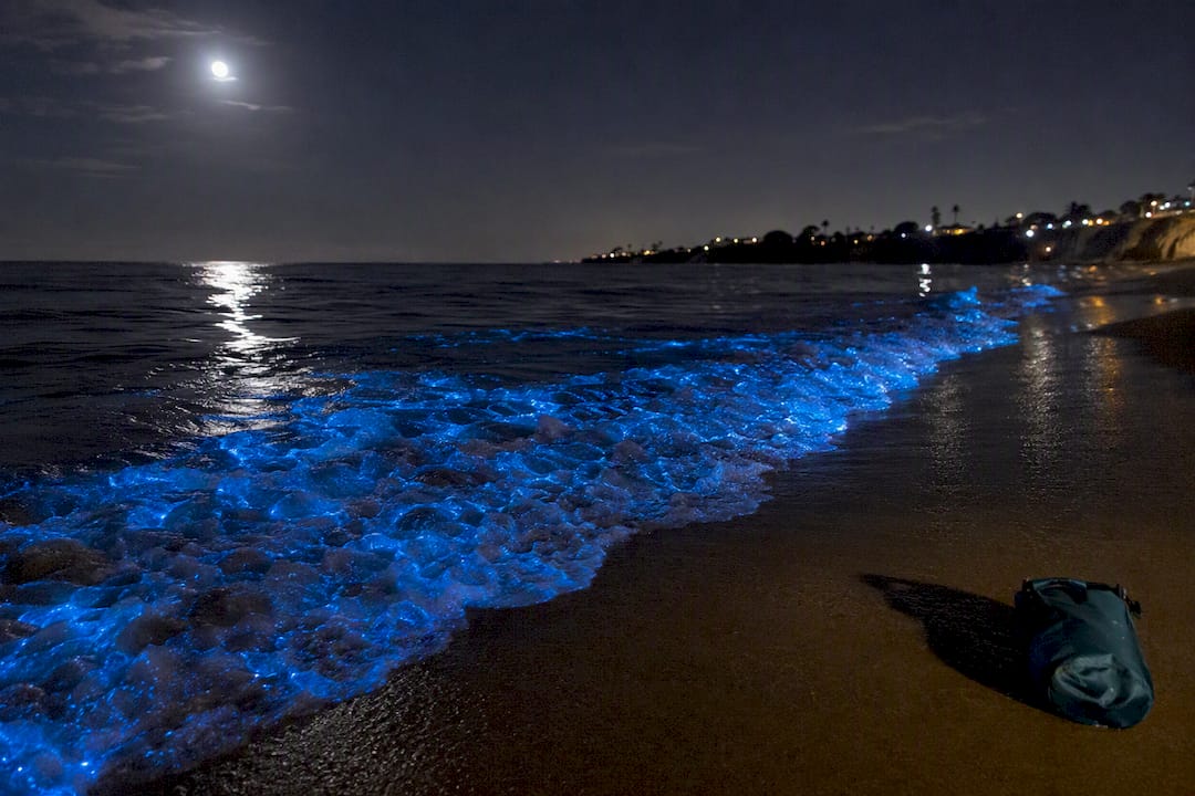 Wait Two Hours After Sunset to See Bioluminescence in San Diego Safely