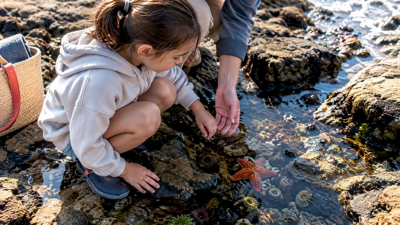 Child examining La Jolla tide pool