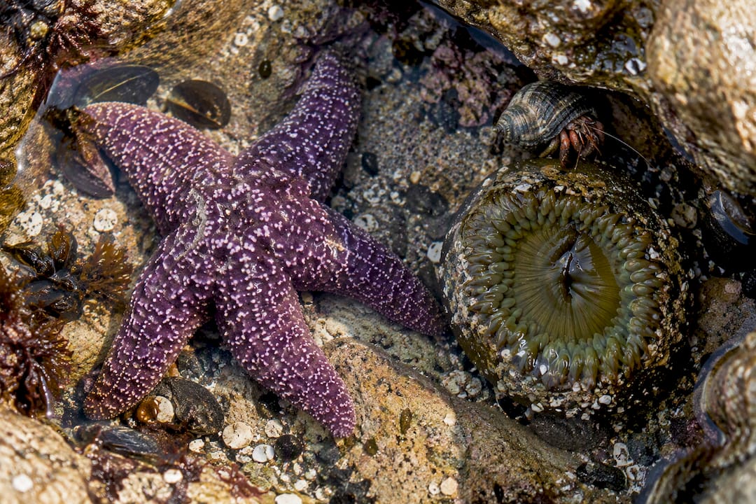 Sea star and anemone in a Laguna tide pool