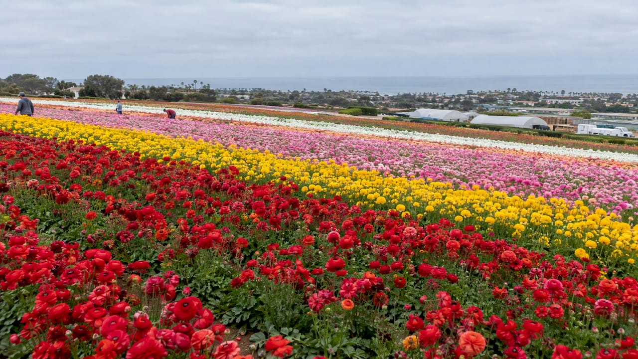 Carlsbad Flower Fields: 10 Weeks of Blooms, Tickets, and Local Tips