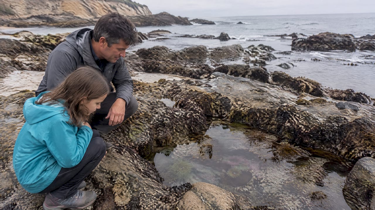 Palos Verdes Tide Pools: Best Times, $6 Parking, Family Safety